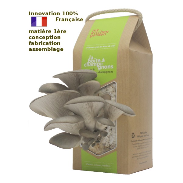 Les kits de champignons pour la maison