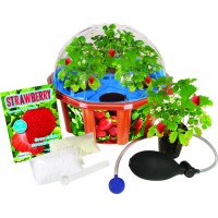 Potager pédagogique pour enfants - hydroponique - Fraises